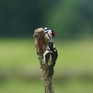Great-Spotted-Woodpecker-DSC00378-2048px.jpg