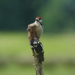 Great-Spotted-Woodpecker-DSC00380-2048px.jpg