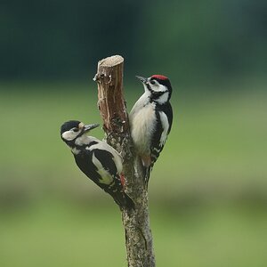Great-Spotted-Woodpecker-DSC00392-2048px.jpg
