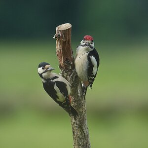 Great-Spotted-Woodpecker-DSC00393-2048px.jpg