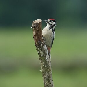 Great-Spotted-Woodpecker-DSC00399-2048px.jpg