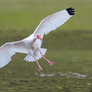 White-Ibis-A1_ROY0774.jpg