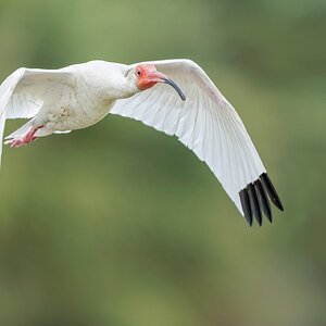 White-Ibis-A1_ROY0836.jpg