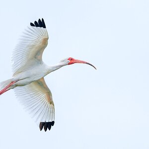 White-Ibis-A1_ROY1105-Edit.jpg