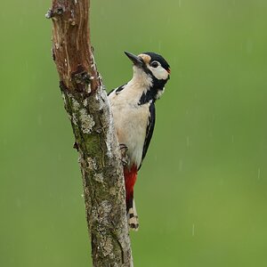 Great-Spotted-Woodpecker-DSC07052-2048px.jpg