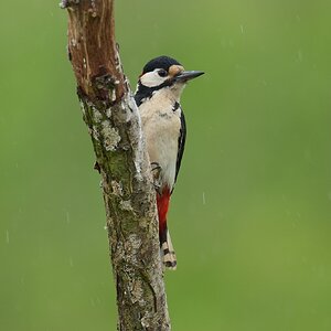 Great-Spotted-Woodpecker-DSC07057-2048px.jpg