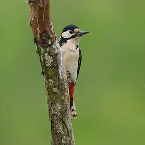 Great-Spotted-Woodpecker-DSC07057-2048px.jpg