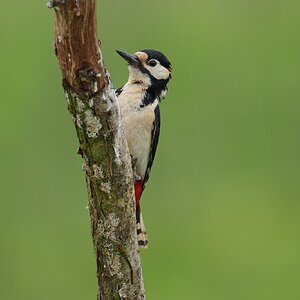 Great-Spotted-Woodpecker-DSC07089-2048px.jpg