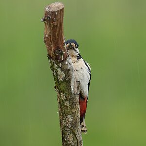 Great-Spotted-Woodpecker-DSC07095-2048px.jpg