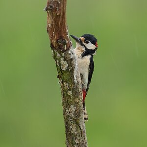 Great-Spotted-Woodpecker-DSC07093-2048px.jpg