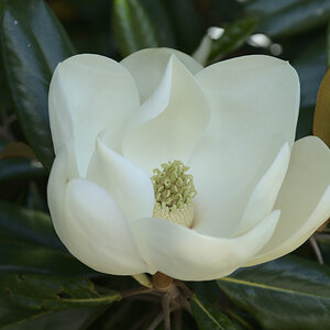 A7RIV_Magnolia Flower In Bloom-01786.jpg