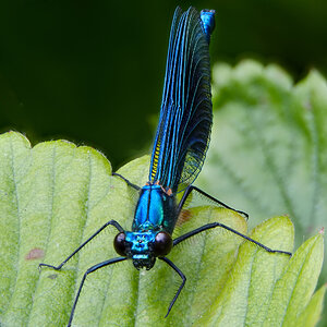 Damselfly