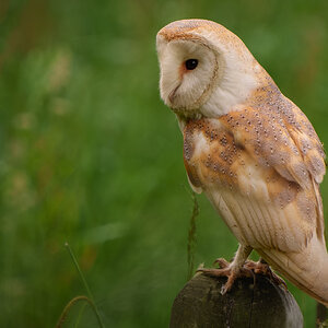 Barn Owl Tyto Alba.jpg