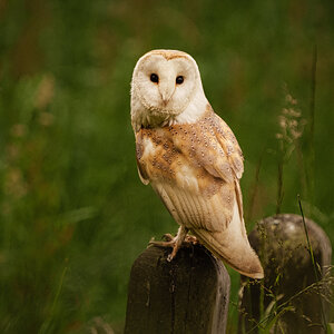 Barn Owl Tyto Alba-2.jpg