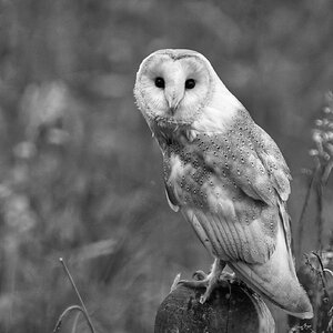 Barn Owl Tyto Alba-3.jpg