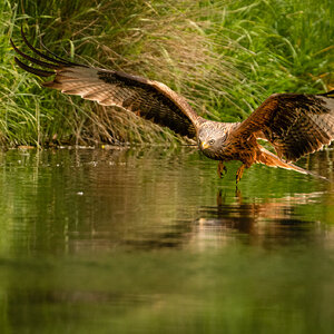 Red Kite Milvus Milvus_-2.jpg