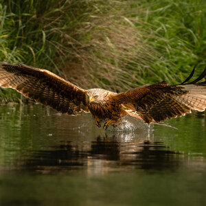 Red Kite Milvus Milvus_-3.jpg