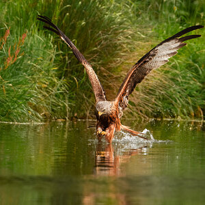 Red Kite Milvus Milvus_-4.jpg