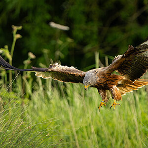 Red Kite Milvus Milvus_-5.jpg