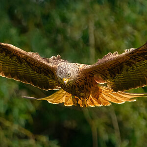 Red Kite Milvus Milvus_-6.jpg