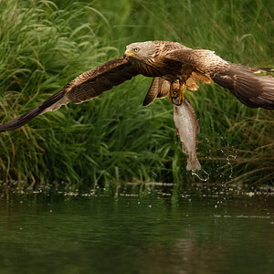 Red Kite.jpg