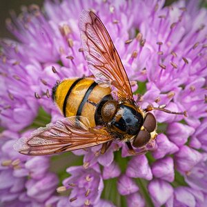 21S00931 volucella inanis.jpg