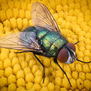 greenbottle gymnochaeta viridis.jpeg