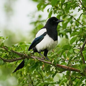 magpie 2022.jpg