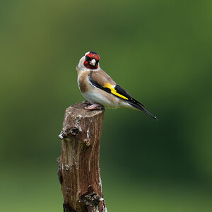 Goldfinch-DSC00509-2048px.jpg