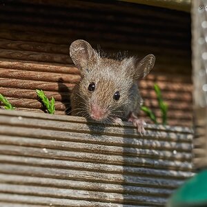 mouse 2022 46.jpg