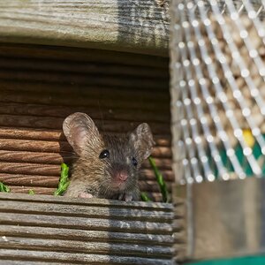 mouse 2022 47.jpg