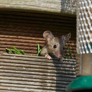 mouse 2022 48.jpg