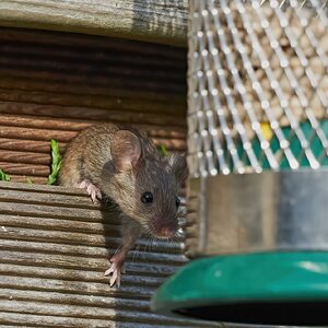 mouse 2022 49.jpg