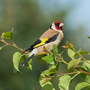 goldfinch 2022 10.jpg