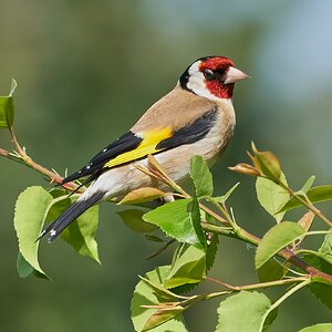 goldfinch 2022 11.jpg