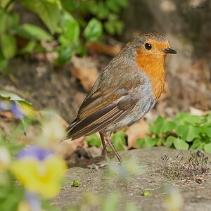 robin 2022 117.jpg