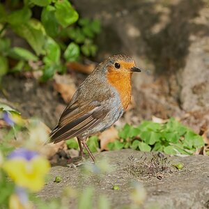 robin 2022 118.jpg