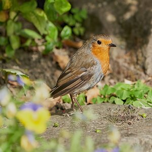 robin 2022 119.jpg