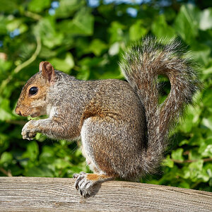 squirrel 2022 31.jpg