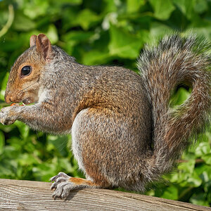 squirrel 2022 29.jpg