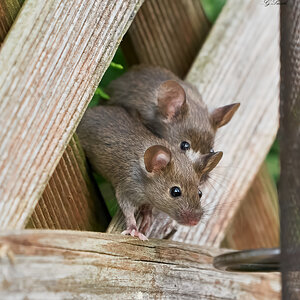 mouse 2022 50.jpg