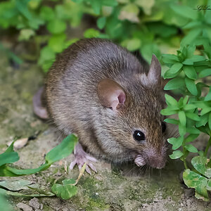 mouse 2022 44.jpg