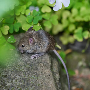 mouse 2022 42.jpg