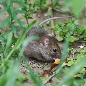 mouse 2022 43.jpg