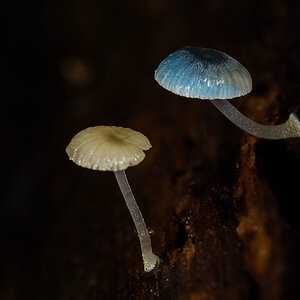 Fungi 3 r.jpg
