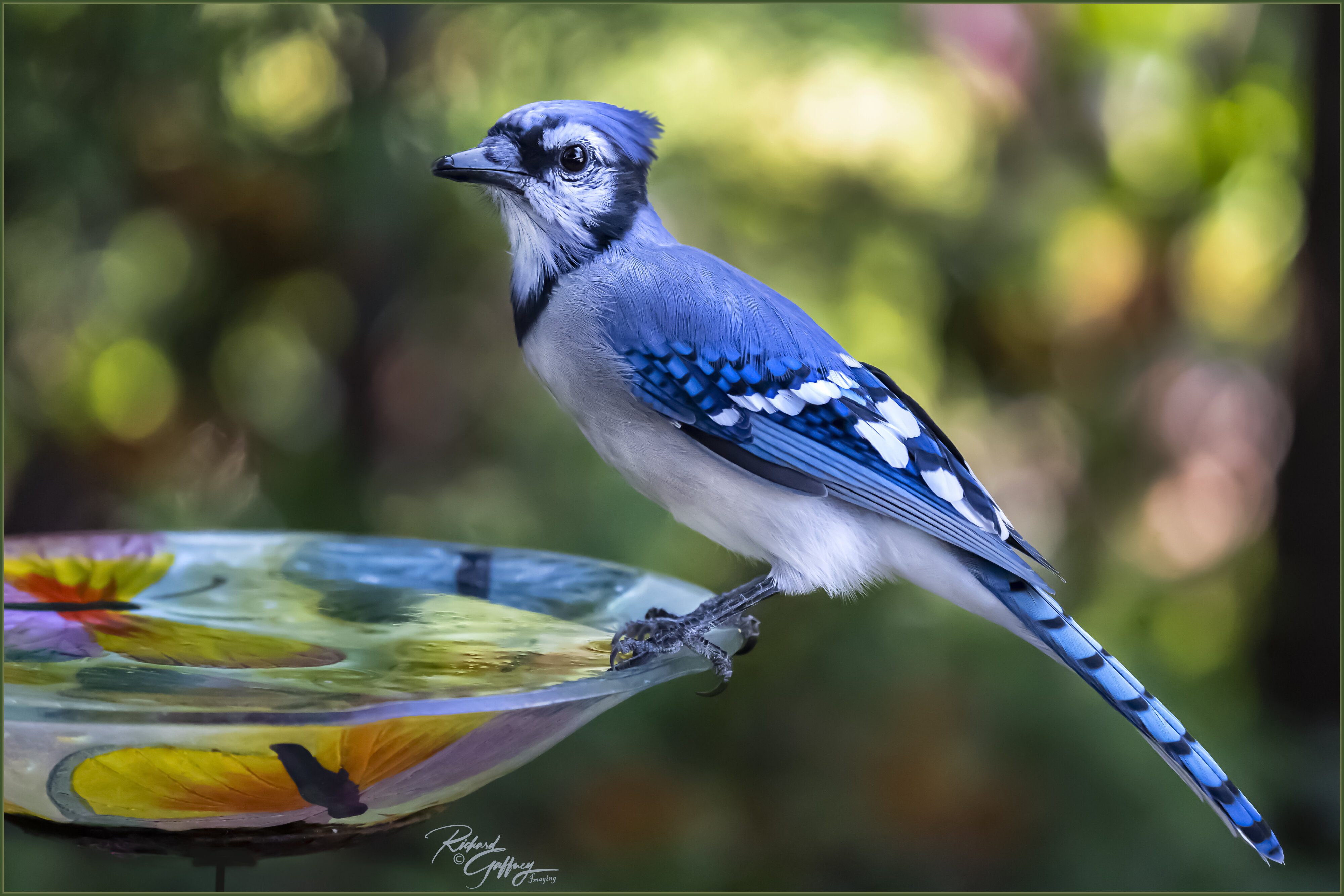 0017Blue jay Beachwood Sept 9  M.jpg