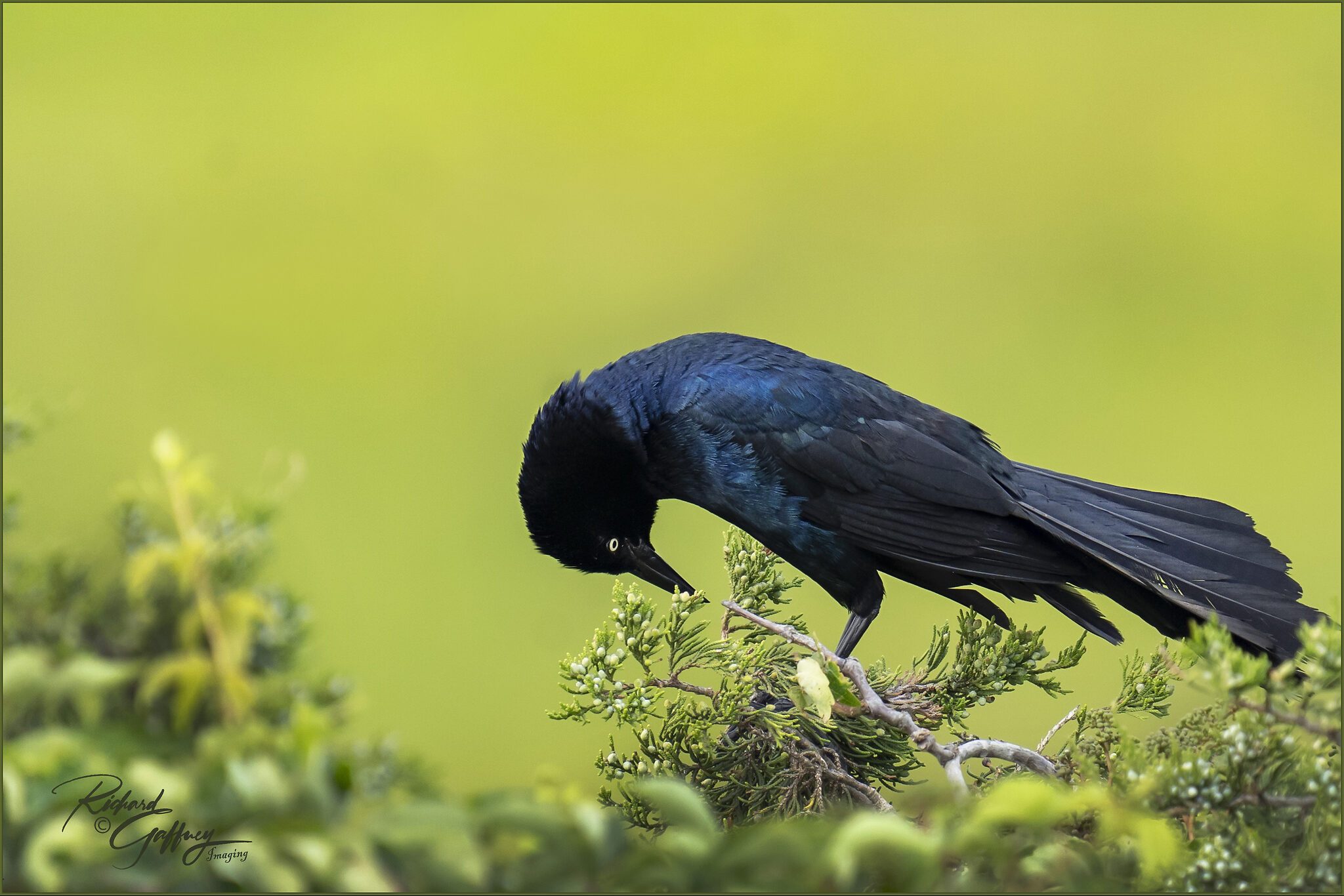 0040 Grackle 3 OC June 26  LG.jpg