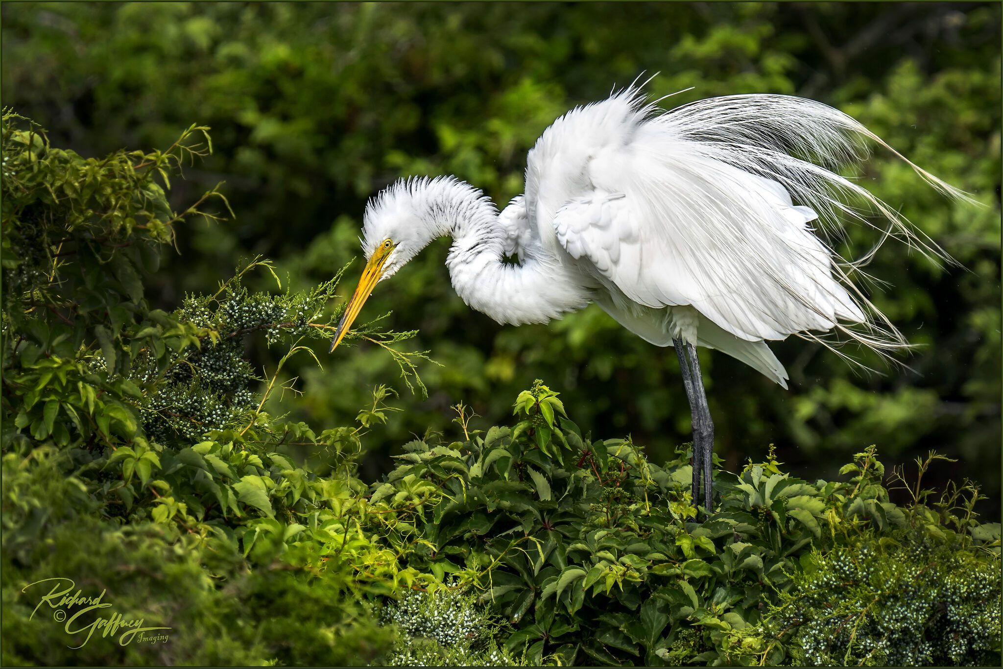 0074 Great egret Ocean City rookery  June 25 2020..jpg