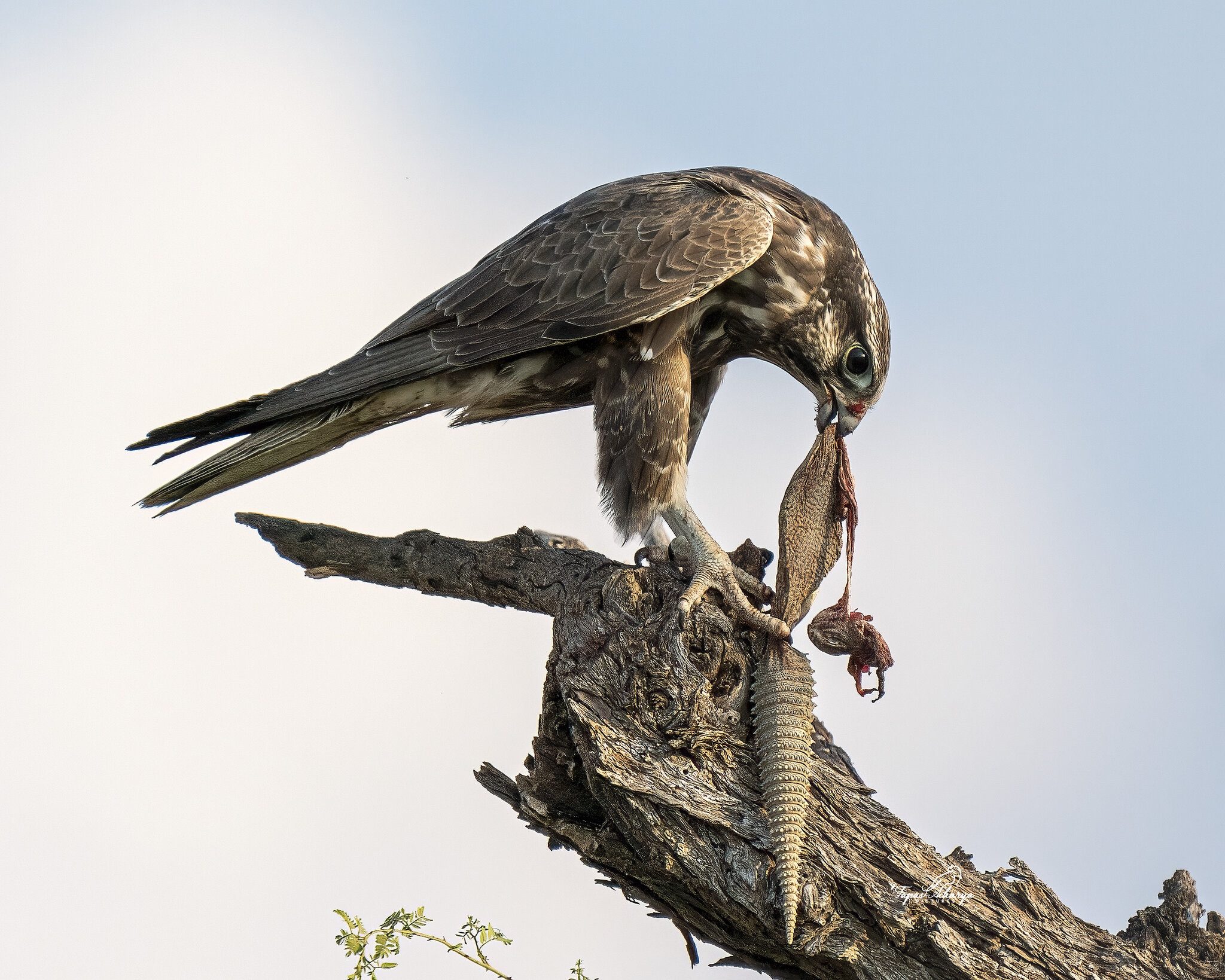 1021 Tal Chappar Laggar Falcon with kill.jpg