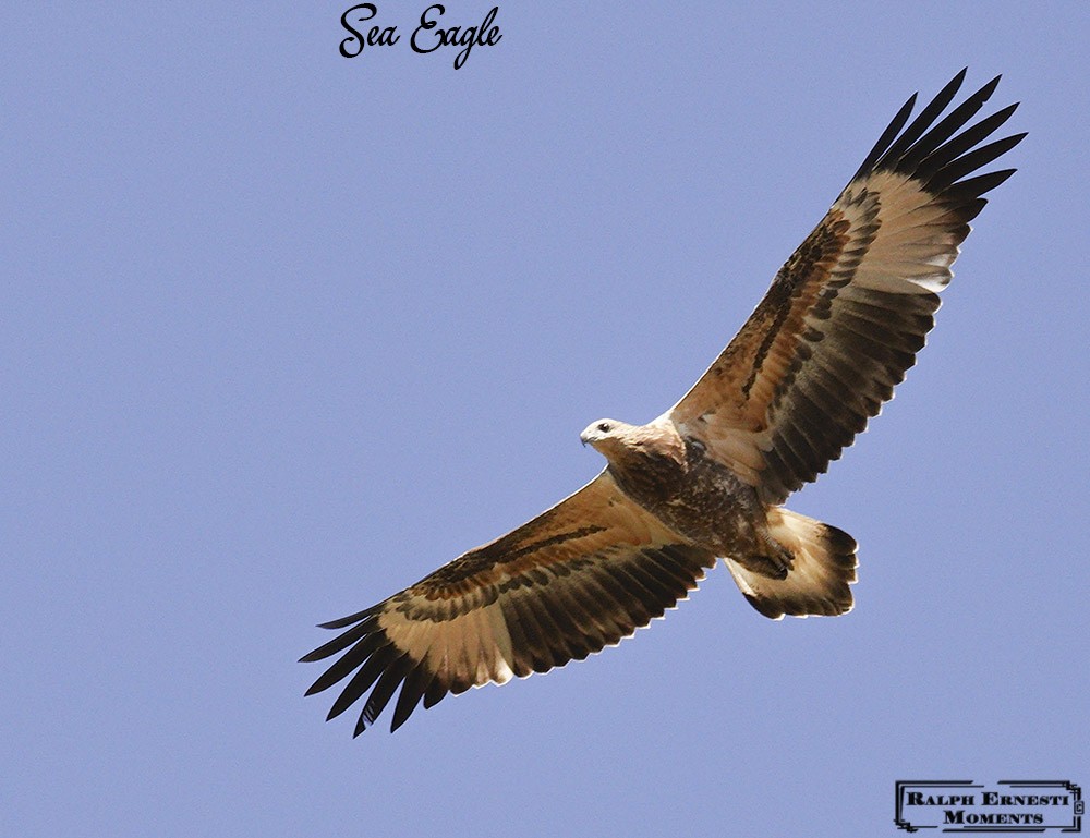 14 White-bellied Sea Eagle.JPG